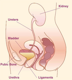 Urinary Incontinence